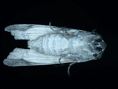 Capusa stenophara