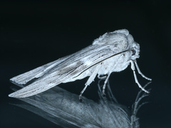 Capusa stenophara