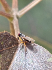 Anaphalantus longicornis