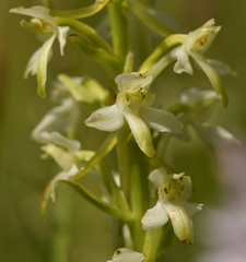 Platanthera muelleri