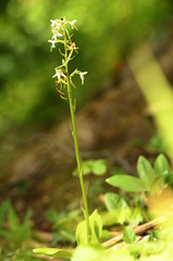 Platanthera muelleri