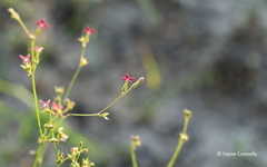 Cordylostigma virgatum