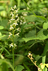 Platanthera muelleri