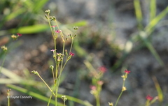 Cordylostigma virgatum