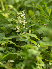 Platanthera muelleri