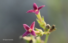 Cordylostigma virgatum
