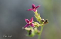 Cordylostigma virgatum