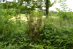 Platanthera muelleri