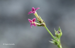 Cordylostigma virgatum