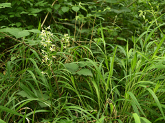 Platanthera muelleri