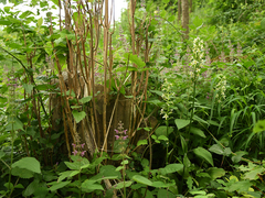 Platanthera muelleri