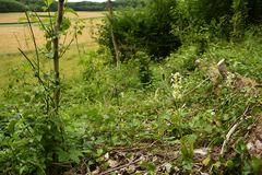 Platanthera muelleri