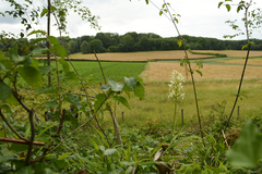 Platanthera muelleri