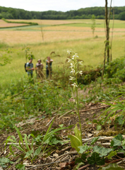 Platanthera muelleri
