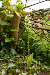 Platanthera muelleri