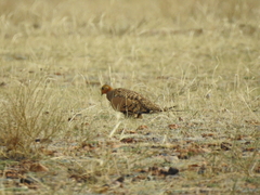 Syrrhaptes paradoxus