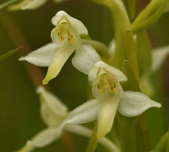 Platanthera muelleri