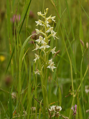 Platanthera muelleri