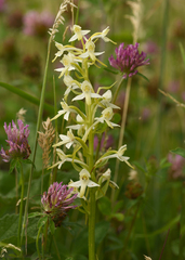 Platanthera muelleri