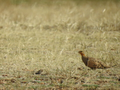 Syrrhaptes paradoxus