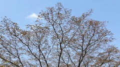 Albizia adianthifolia