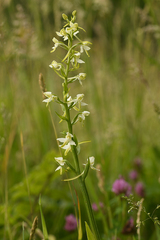Platanthera muelleri