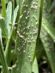 Rhopalosiphina