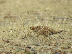 Syrrhaptes paradoxus