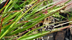 Luzula taiwaniana