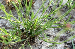 Cordylostigma virgatum