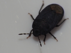 Ochetostethus