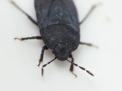 Ochetostethus
