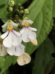Calanthe alismifolia