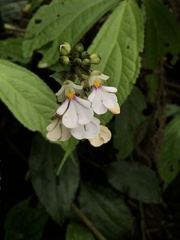 Calanthe alismifolia