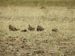 Syrrhaptes paradoxus