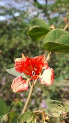 Bauhinia galpinii