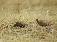 Syrrhaptes paradoxus