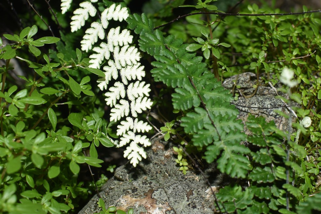 Notholaena meridionalis