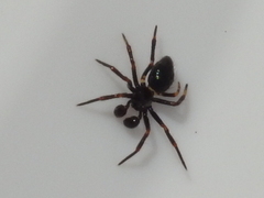 Euryopis episinoides