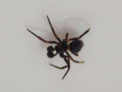 Euryopis episinoides