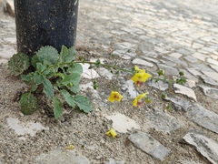 Verbascum levanticum