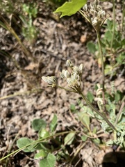 Cymopterus longipes