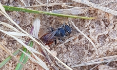 Sphecodes albilabris