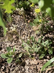 Cymopterus longipes
