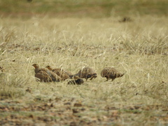 Syrrhaptes paradoxus