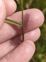 Hordeum secalinum