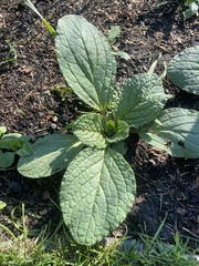 Borago