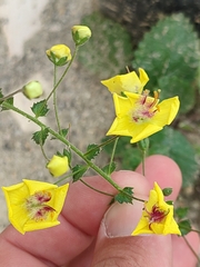 Verbascum levanticum