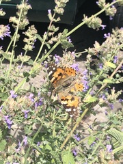 Vanessa cardui