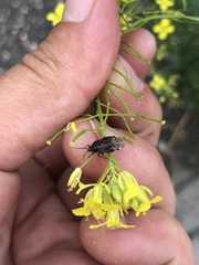 Deraeocoris flavilinea
